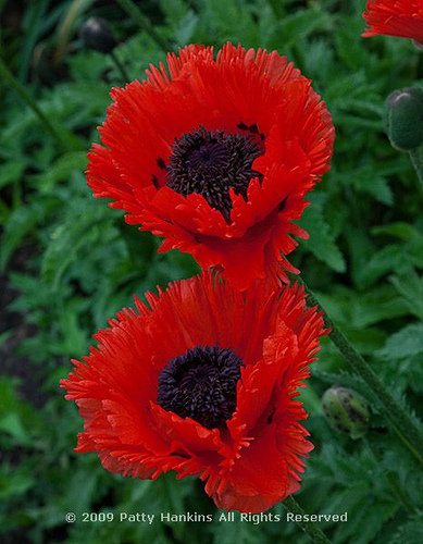Oriental poppy